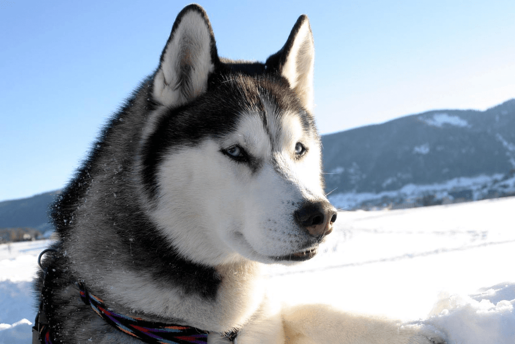 Snowy Strolls: Must-Have Winter Gear for Dog Parents! - FitVille